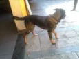 bebe