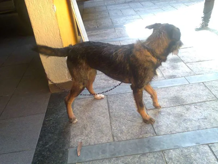 Cachorro ra a SRD idade 2 a 6 meses nome bebe