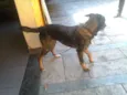 bebe