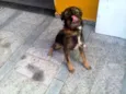 bebe
