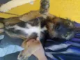 bebe