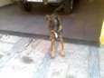 bebe