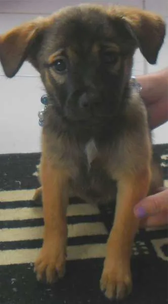 Cachorro ra a SRD idade 2 a 6 meses nome Sem nome