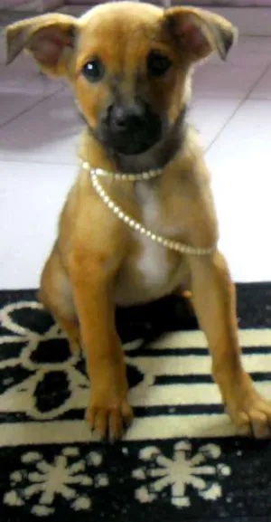 Cachorro raça SRD idade 2 a 6 meses nome Sem nome