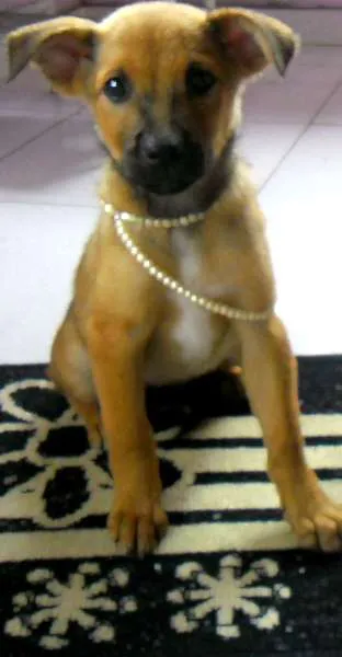 Cachorro ra a SRD idade 2 a 6 meses nome Sem nome