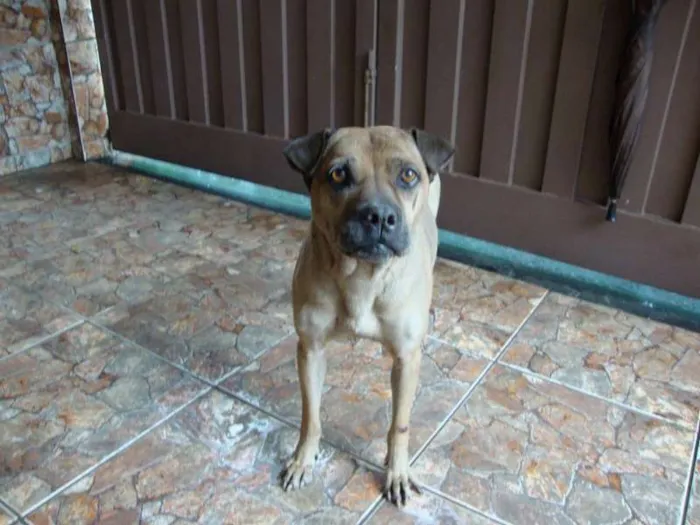 Cachorro ra a vira lata idade 6 ou mais anos nome CICA