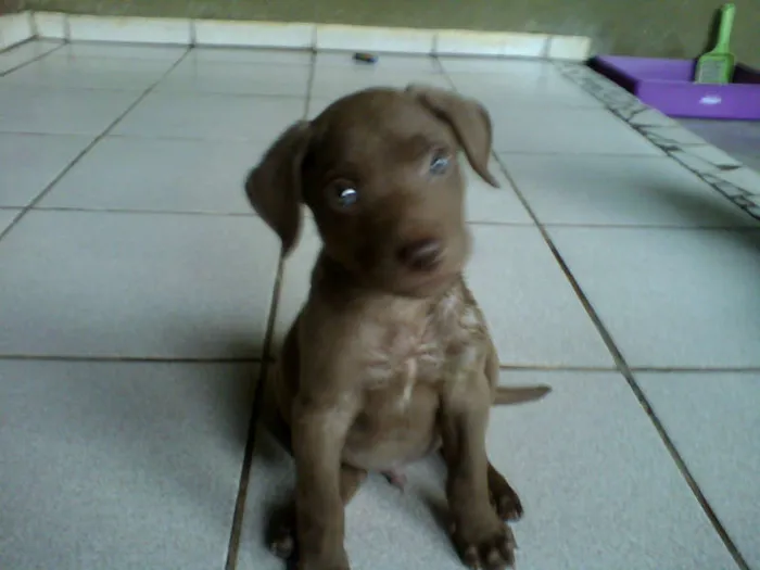 Cachorro ra a mestiço labrador idade 1 ano nome Pincel