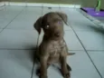 Pincel