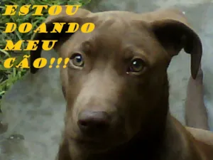 Cachorro raça mestiço labrador idade 1 ano nome Pincel