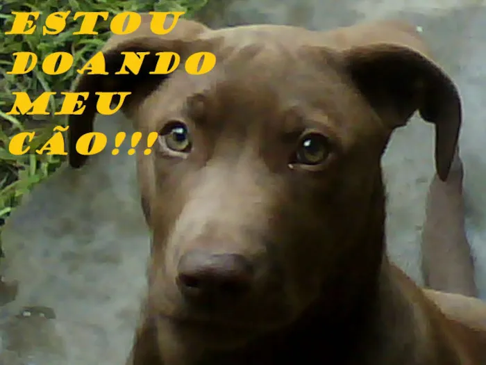 Cachorro ra a mestiço labrador idade 1 ano nome Pincel
