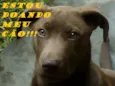 Pincel