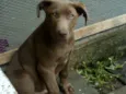 Pincel