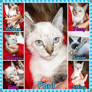 Gato raça Sialatas idade 2 a 6 meses nome Filhotes