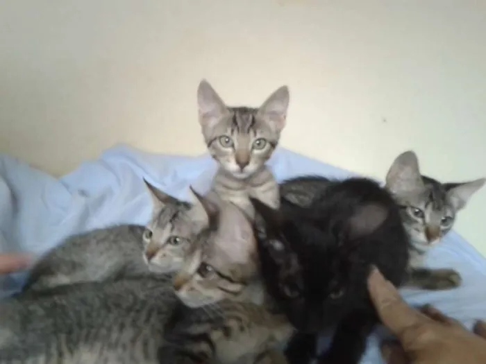 Gato ra a  idade 2 a 6 meses nome GATOS