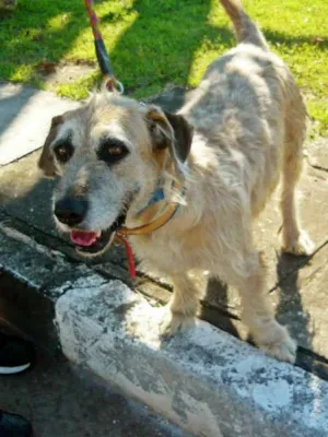 Cachorro raça SRD idade 5 anos nome Nadine