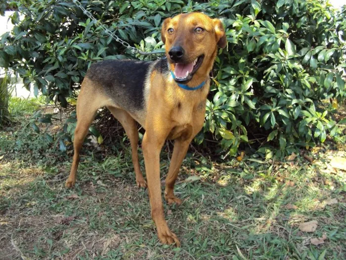 Cachorro ra a SRD idade 4 anos nome Samantha