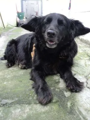 Cachorro raça SRD idade 5 anos nome Yoda