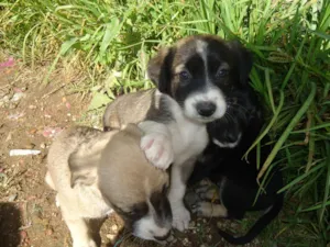 Cachorro raça desconhecida idade Abaixo de 2 meses nome nina,fiona,belinha