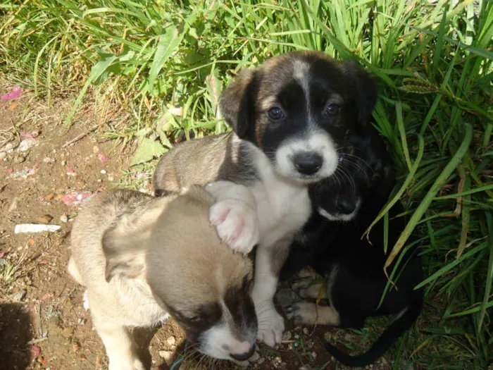 Cachorro ra a desconhecida idade Abaixo de 2 meses nome nina,fiona,belinha