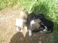 nina,fiona,belinha