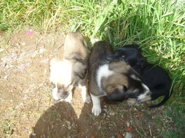Cachorro ra a desconhecida idade Abaixo de 2 meses nome nina,fiona,belinha