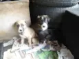 nina,fiona,belinha