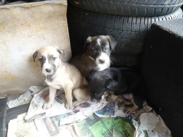 Cachorro ra a desconhecida idade Abaixo de 2 meses nome nina,fiona,belinha