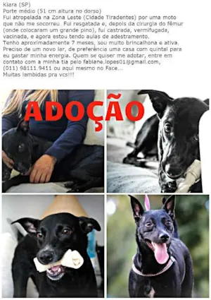 Cachorro raça SRD idade 7 a 11 meses nome Kiara