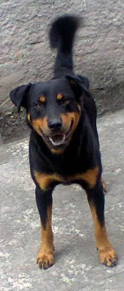 Cachorro ra a mistura com Rottwelier idade 2 anos nome negão