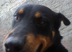 Cachorro raça mistura com Rottwelier idade 2 anos nome negão