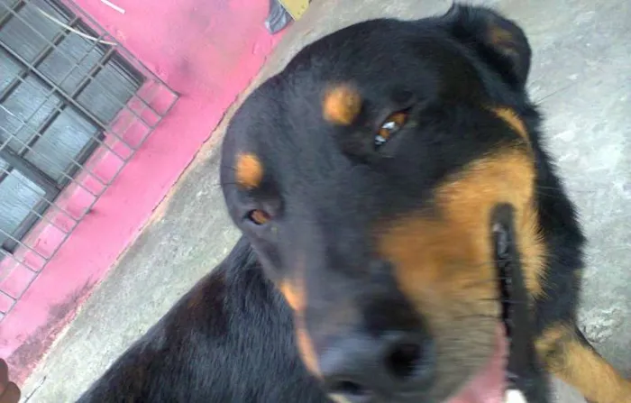 Cachorro ra a mistura com Rottwelier idade 2 anos nome negão