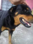 negão