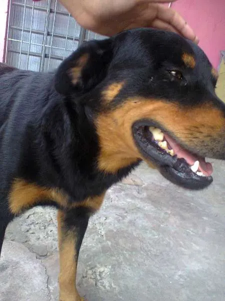 Cachorro ra a mistura com Rottwelier idade 2 anos nome negão