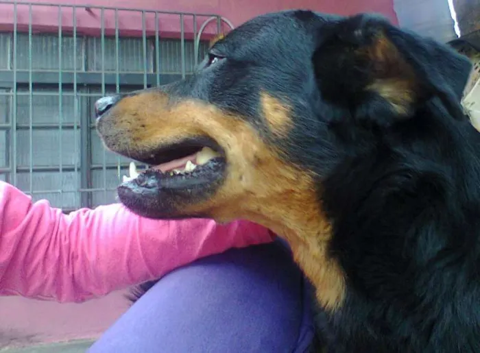 Cachorro ra a mistura com Rottwelier idade 2 anos nome negão