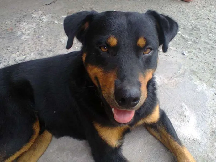 Cachorro ra a mistura com Rottwelier idade 2 anos nome negão