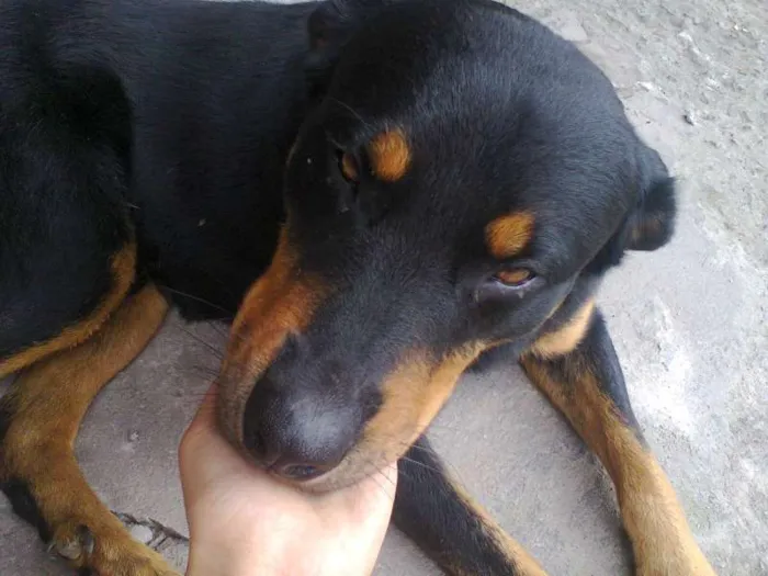 Cachorro ra a mistura com Rottwelier idade 2 anos nome negão