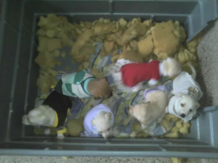 Cachorro ra a SRD idade Abaixo de 2 meses nome Ninhada Resgatada d