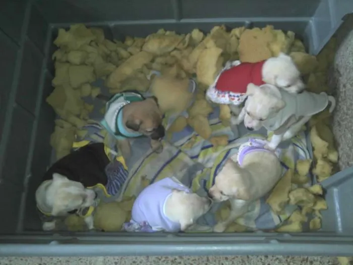 Cachorro ra a SRD idade Abaixo de 2 meses nome Ninhada Resgatada d