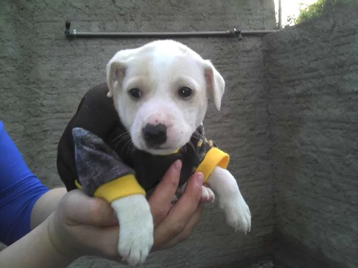 Cachorro ra a SRD idade Abaixo de 2 meses nome Ninhada Resgatada d