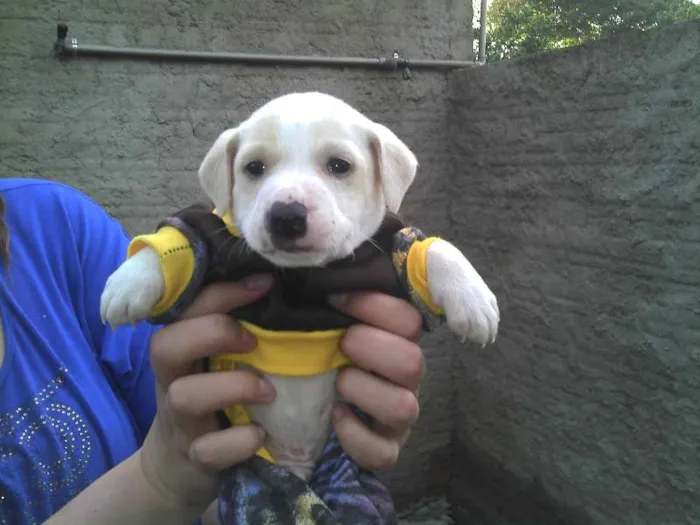 Cachorro ra a SRD idade Abaixo de 2 meses nome Ninhada Resgatada d