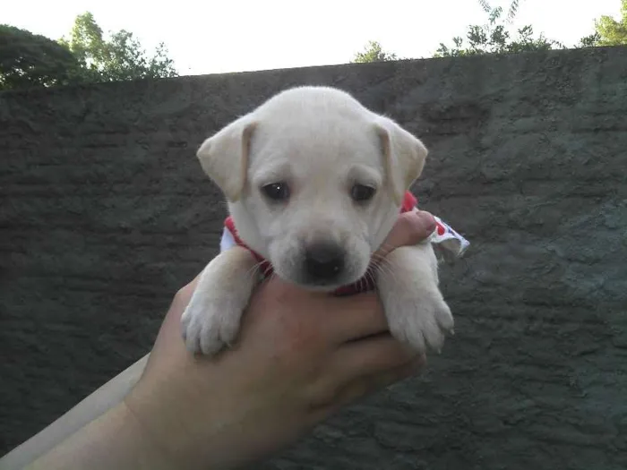 Cachorro ra a SRD idade Abaixo de 2 meses nome Ninhada Resgatada d