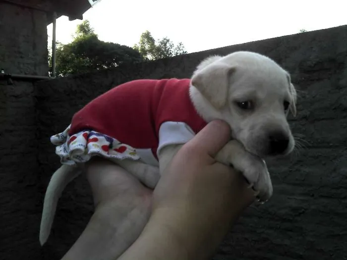 Cachorro ra a SRD idade Abaixo de 2 meses nome Ninhada Resgatada d