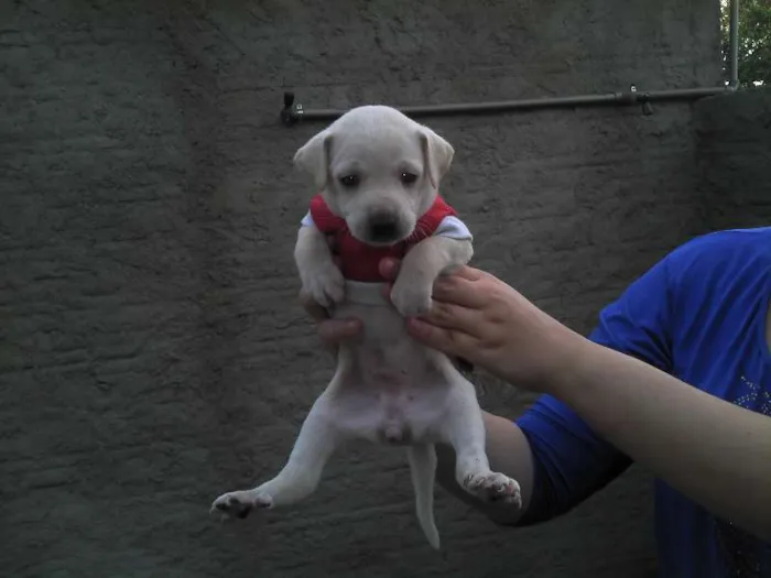 Cachorro ra a SRD idade Abaixo de 2 meses nome Ninhada Resgatada d