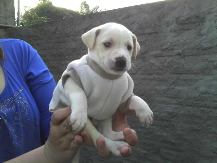 Cachorro ra a SRD idade Abaixo de 2 meses nome Ninhada Resgatada d