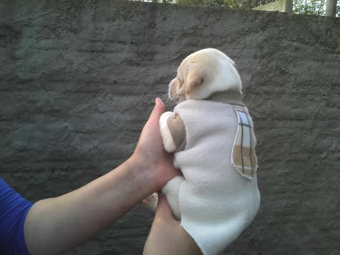 Cachorro ra a SRD idade Abaixo de 2 meses nome Ninhada Resgatada d