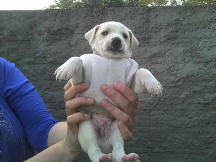 Cachorro ra a SRD idade Abaixo de 2 meses nome Ninhada Resgatada d