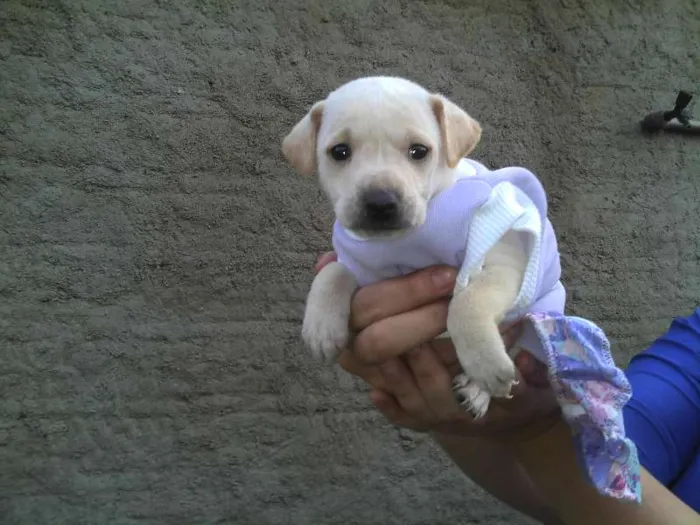 Cachorro ra a SRD idade Abaixo de 2 meses nome Ninhada Resgatada d