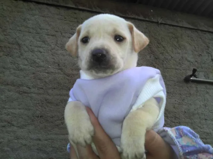 Cachorro ra a SRD idade Abaixo de 2 meses nome Ninhada Resgatada d