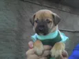 Ninhada Resgatada d