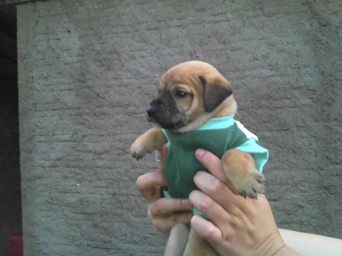 Cachorro ra a SRD idade Abaixo de 2 meses nome Ninhada Resgatada d